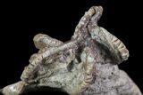 Beautiful Jimbacrinus Crinoid Fossil - Australia #68354-3